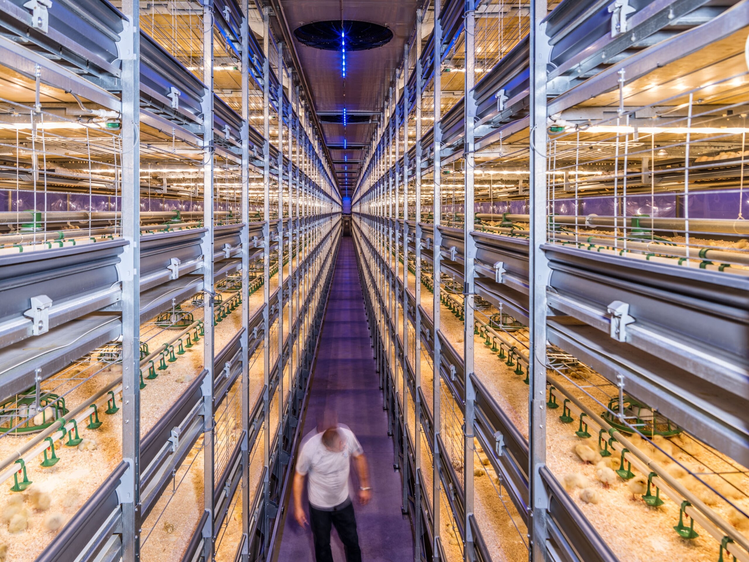 a man walking through shelves of baby chickens in incubators