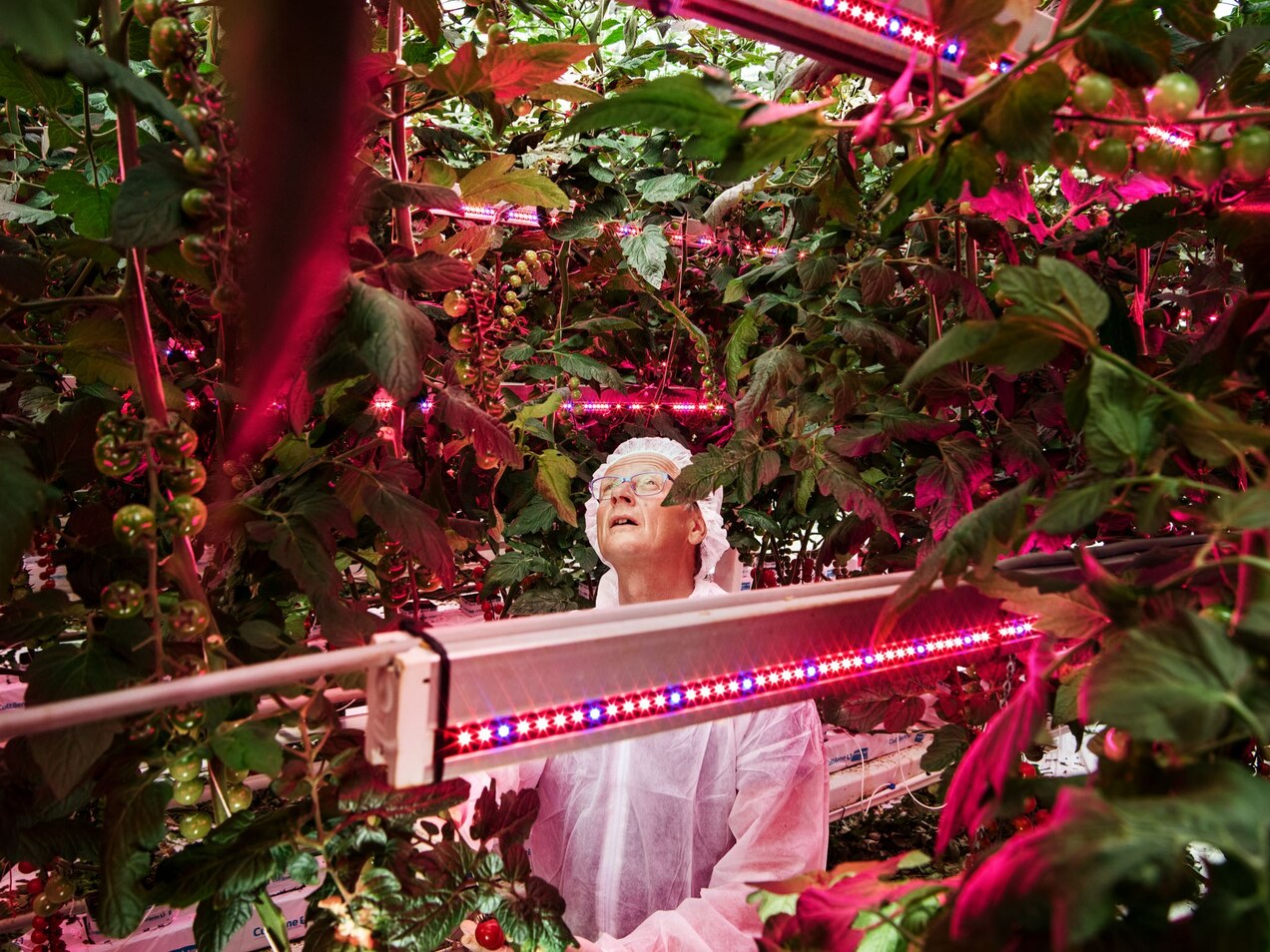 a man in a white lab coat and hairnet looking up at his tomato plants